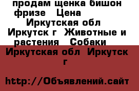 продам щенка бишон фризе › Цена ­ 25 000 - Иркутская обл., Иркутск г. Животные и растения » Собаки   . Иркутская обл.,Иркутск г.